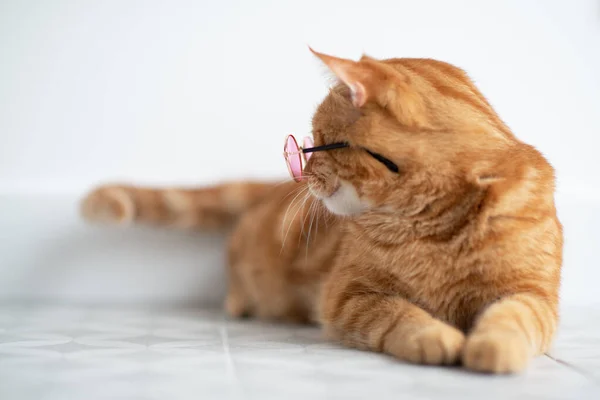 时尚的红色胖胖的猫 戴着圆圆的粉色太阳镜 在室内摆姿势 华丽的绒毛可爱的小宠物 — 图库照片