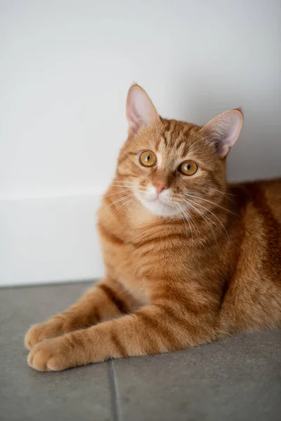 Lindo Gato Tabby Rojo Divertido Casa Adorable Mascota Joven —  Fotos de Stock