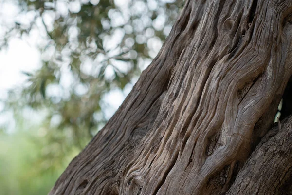 Stara Kora Bagażnika Ogród Oliwny — Zdjęcie stockowe