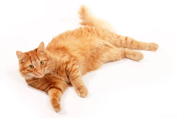在工作室的白色背景上 可爱有趣的红色胖胖的猫 可爱的小宠物 — 图库照片