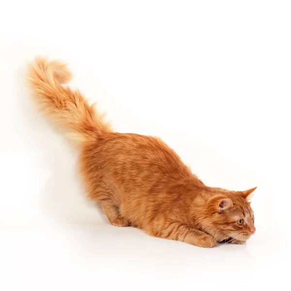 Cute Funny Red Tabby Cat Studio White Background Adorable Young — Stock Photo, Image