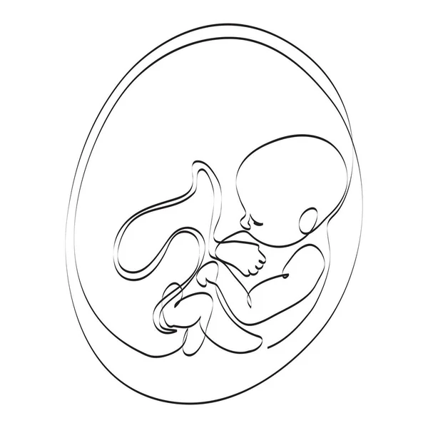 子宫中的胚胎嵌入母腹 连续画线 产前胎儿子宫发育 病媒说明 人类幼崽 — 图库照片