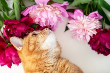 Sevimli komik kızıl tekir kedi çiçek açan şakayık çiçeklerinin kokusunu alır.. 