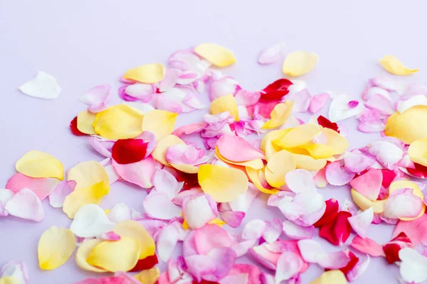 Květní Lístky Růží Světle Fialovém Pozadí Sezónní Květiny Přírodní Tapety — Stock fotografie