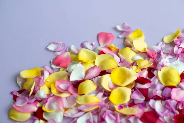 Rózsaszirmok Világos Lila Háttérrel Szezonális Virágok Természetes Tapéta — Stock Fotó