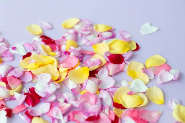 Pétalos Rosa Sobre Fondo Púrpura Claro Flores Temporada Fondo Pantalla — Foto de Stock