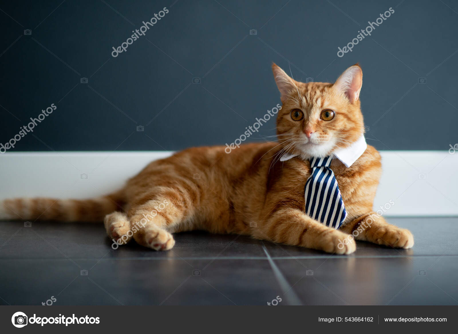 Cat shirt on sale collar and tie