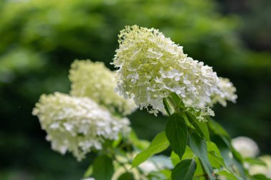Yaz bahçesinde açan çiçekler, doğadaki güzellik.