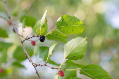 Yaz bahçesinde yetişen dut ağacı yapraklı dallar ve olgun böğürtlenler.