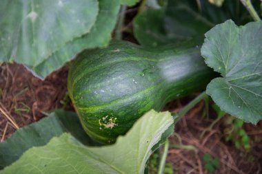 Kabak ezmesi, balkabağı olgunlaşmış bahçede güneşin tadını çıkarıyor.