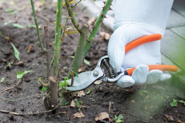 Güller. Koruyucu deri eldiven giyen bahçıvan budama makası kullanarak ölü, hasarlı ve hastalıklı büyüme. 