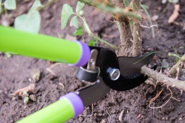 Güller. Ölü, hasarlı ve hastalıklı büyümeyi narin kullanarak eritmek