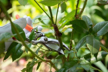 Güller. Koruyucu deri eldiven giyen bahçıvan budama makası kullanarak ölü, hasarlı ve hastalıklı büyüme. 