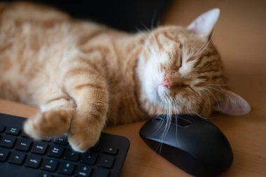 Güzel, genç, kızıl tekir kedi iyi beslenmiş ve tatmin olmuş klavyenin, bilgisayar faresinin ve monitörün yanındaki iş yerinde uyuyor.. 