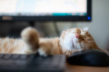 Güzel, genç, kızıl tekir kedi iyi beslenmiş ve tatmin olmuş klavyenin, bilgisayar faresinin ve monitörün yanındaki iş yerinde uyuyor.. 