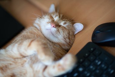 Güzel, genç, kızıl tekir kedi iyi beslenmiş ve tatmin olmuş klavyenin, bilgisayar faresinin ve monitörün yanındaki iş yerinde uyuyor.. 