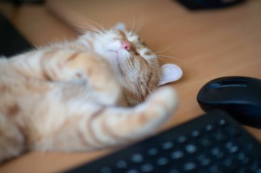 Güzel, genç, kızıl tekir kedi iyi beslenmiş ve tatmin olmuş klavyenin, bilgisayar faresinin ve monitörün yanındaki iş yerinde uyuyor.. 