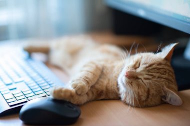 Güzel, genç, kızıl tekir kedi iyi beslenmiş ve tatmin olmuş klavyenin, bilgisayar faresinin ve monitörün yanındaki iş yerinde uyuyor.. 