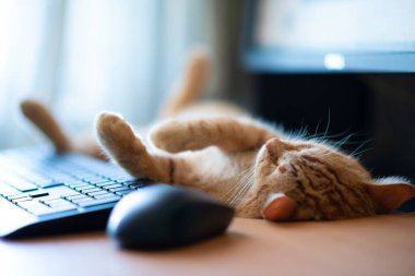 Güzel, genç, kızıl tekir kedi iyi beslenmiş ve tatmin olmuş klavyenin, bilgisayar faresinin ve monitörün yanındaki iş yerinde uyuyor.. 