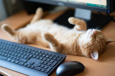 Güzel, genç, kızıl tekir kedi iyi beslenmiş ve tatmin olmuş klavyenin, bilgisayar faresinin ve monitörün yanındaki iş yerinde uyuyor.. 