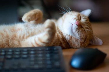 Güzel, genç, kızıl tekir kedi iyi beslenmiş ve tatmin olmuş klavyenin, bilgisayar faresinin ve monitörün yanındaki iş yerinde uyuyor.. 