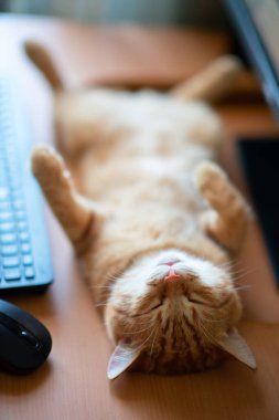 Güzel, genç, kızıl tekir kedi iyi beslenmiş ve tatmin olmuş klavyenin, bilgisayar faresinin ve monitörün yanındaki iş yerinde uyuyor.. 
