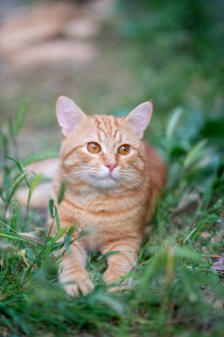 Güzel kırmızı tekir kedi çimenlerde yatıyor, yaz doğası böyle.