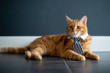 Moda kırmızı tekir kedisi beyaz gömlekli iş kravatı takıyor. Muhteşem pofuduk, tapılası genç hayvan ofis işi için hazır.