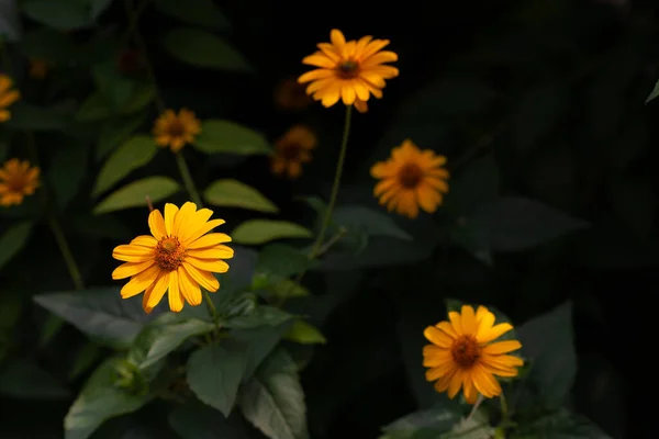 Κίτρινα Λουλούδια Ανθίζουν Στον Καλοκαιρινό Κήπο Ομορφιά Στη Φύση — Φωτογραφία Αρχείου