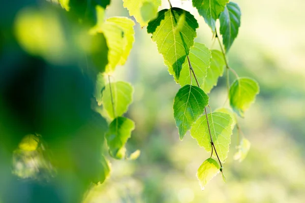 Pohon Birch Tumbuh Taman Musim Panas Keindahan Alam Cabang Cabang — Stok Foto