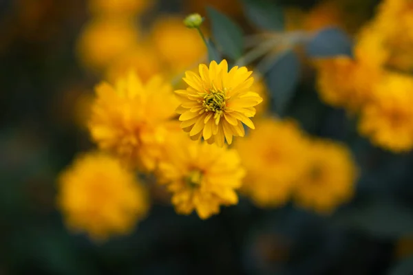 Fiori Gialli Che Fioriscono Nel Giardino Estivo Bellezza Nella Natura — Foto Stock