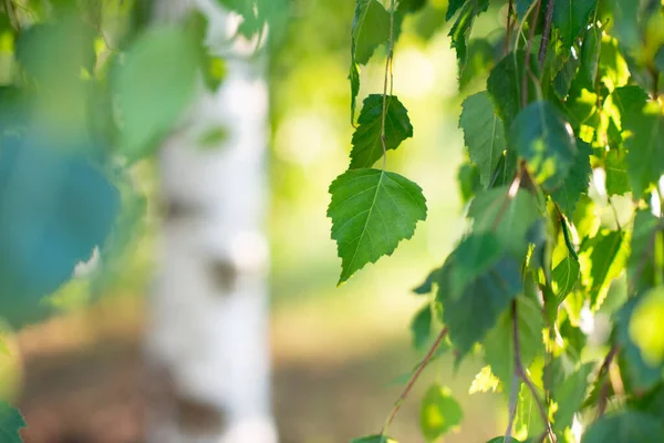 Berkenboom Groeien Het Zomerpark Schoonheid Natuur Takken Met Bladeren Detail — Stockfoto