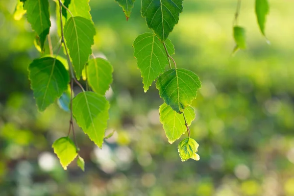 Berkenboom Groeit Het Zomerpark Schoonheid Natuur Takken Met Bladeren Detail — Stockfoto