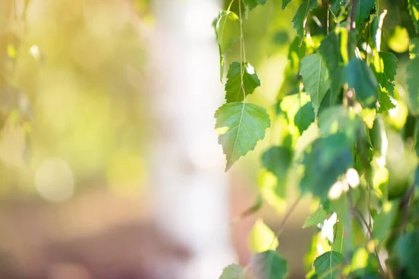 Pěstování Bříz Letním Parku Krása Přírodě Větve Listy Detail Krásné — Stock fotografie