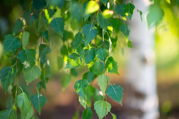 Berkenboom Groeit Het Zomerpark Schoonheid Natuur Takken Met Bladeren Detail — Stockfoto