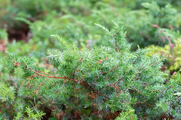 Juniper Θάμνος Αυξάνεται Στο Πάρκο Καλοκαίρι Ομορφιά Στη Φύση Κλαδιά — Φωτογραφία Αρχείου