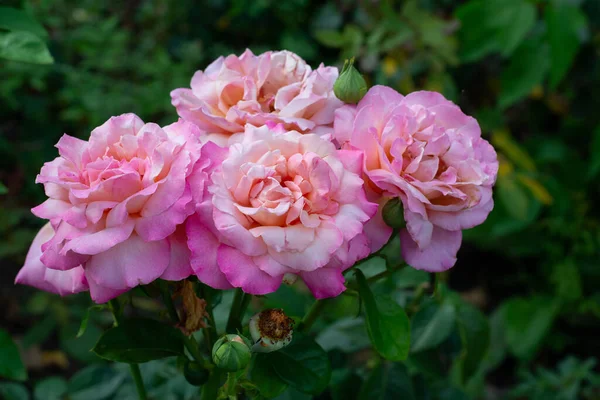 Rosas Rosas Flores Que Florecen Jardín Verano Belleza Naturaleza — Foto de Stock