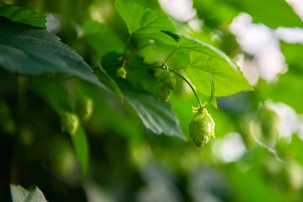 Hop Planta Cones Folhagem Closeup Uma Planta Medicinal Símbolo Fertilidade — Fotografia de Stock