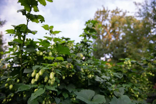 Hop Plant Medicinal Plant Symbol Fertility Well Being Good Luck — Stock Photo, Image