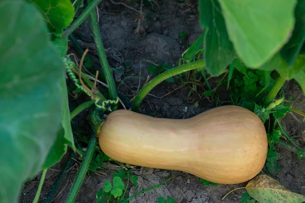 Butternut Kürbis Reifer Kürbis Bereit Für Die Ernte — Stockfoto