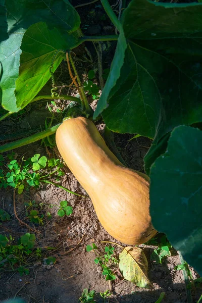 Butternut Kürbis Reifer Kürbis Bereit Für Die Ernte — Stockfoto