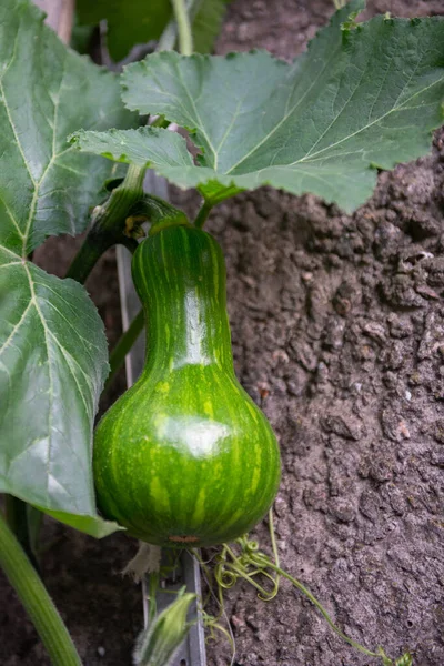 Zucca Burro Zucca Matura Giardino Godendo Dei Raggi Del Sole — Foto Stock