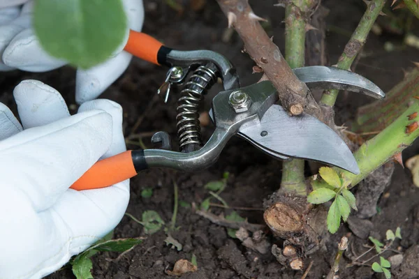 Rose Giardiniere Con Guanti Protettivi Pelle Potature Morte Danneggiate Crescita — Foto Stock