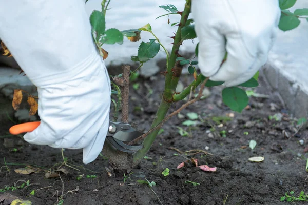 Des Roses Jardinier Portant Des Gants Protection Cuir Élagages Morts — Photo