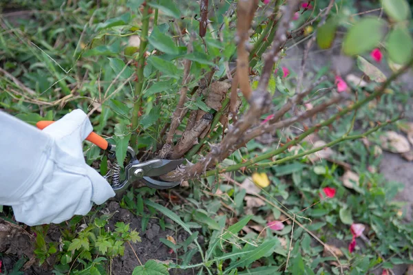 Rosas Jardineiro Usando Luvas Couro Protetoras Poda Morto Crescimento Danificado — Fotografia de Stock