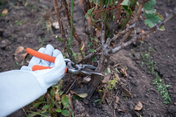 Rose Giardiniere Con Guanti Protettivi Pelle Potature Morte Danneggiate Crescita — Foto Stock