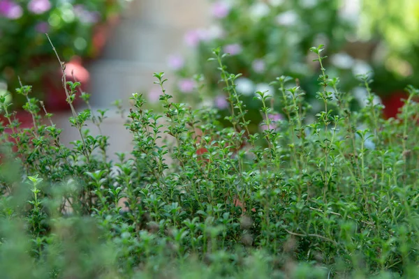 Zomer Hartig Keukenkruiden Groeien Tuin Zomer Outdoo — Stockfoto