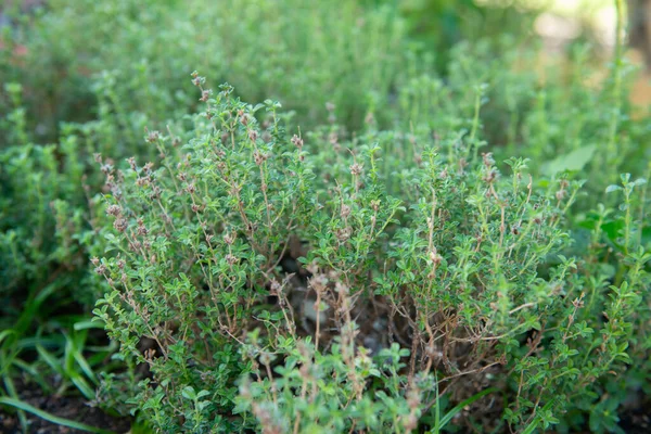 Savoureuse Été Herbes Cuisine Poussant Dans Jardin Été Plein Air — Photo