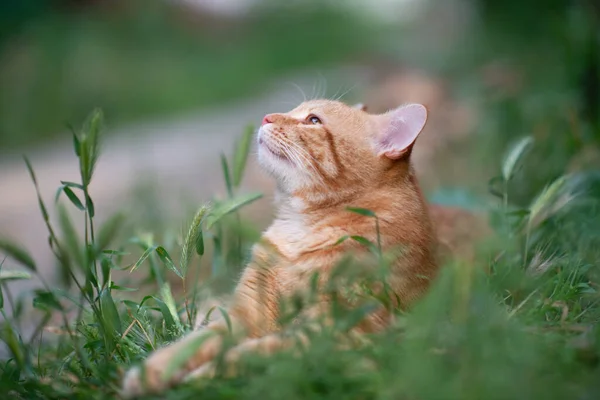 Linda Jovem Gato Tabby Vermelho Deitado Grama Natureza Verão Livre — Fotografia de Stock