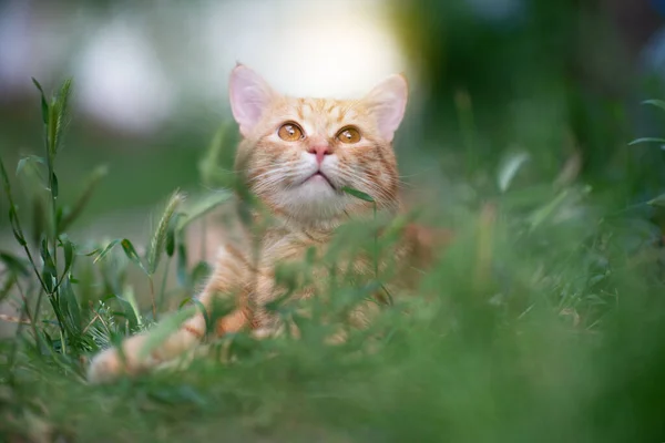 Vacker Ung Röd Tabby Katt Liggande Gräset Sommar Natur Utomhus — Stockfoto